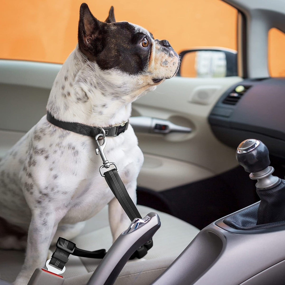 Vorlia · Cinturón de seguridad para perros en el coche (4)